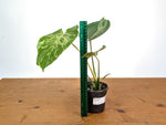 Monstera Bulbasaur - Exact Plant 4" Pot #28A