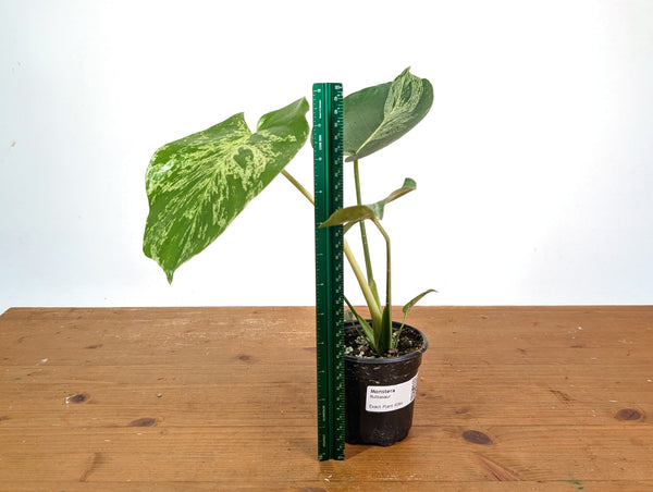 Monstera Bulbasaur - Exact Plant 4" Pot #28A