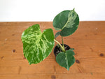 Monstera Bulbasaur - Exact Plant 4" Pot #28A