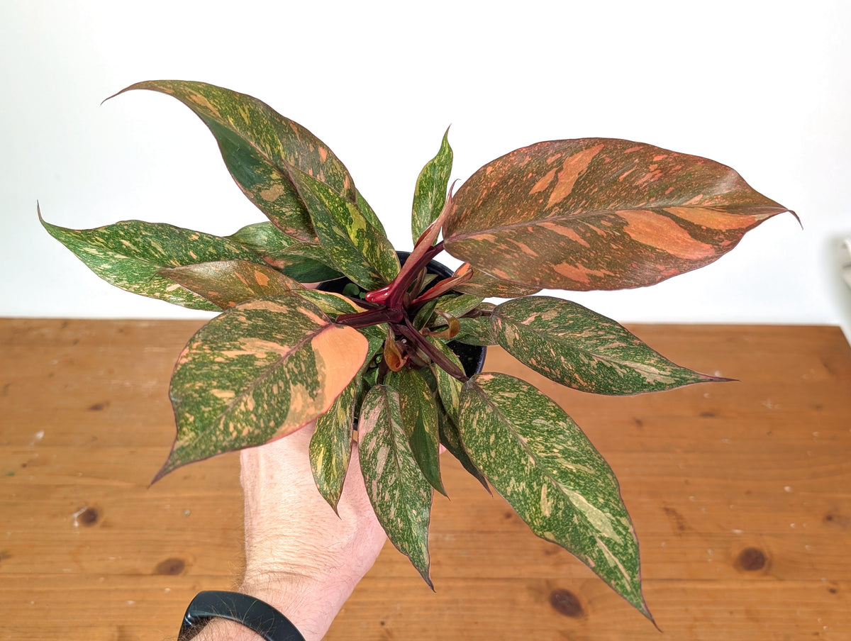 Philodendron Orange Princess Marble Galaxy - Clump Form