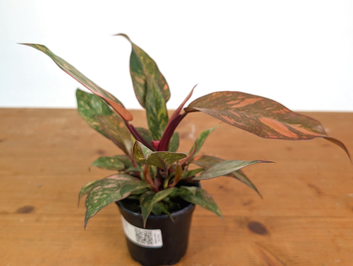 Philodendron Orange Princess Marble Galaxy - Clump Form