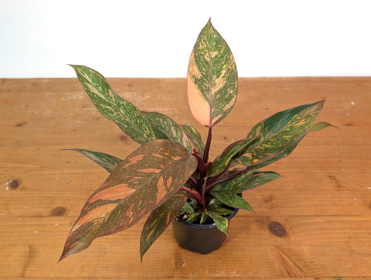 Philodendron Orange Princess Marble Galaxy - Clump Form