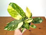Philodendron Green Congo Nuclear Variegated