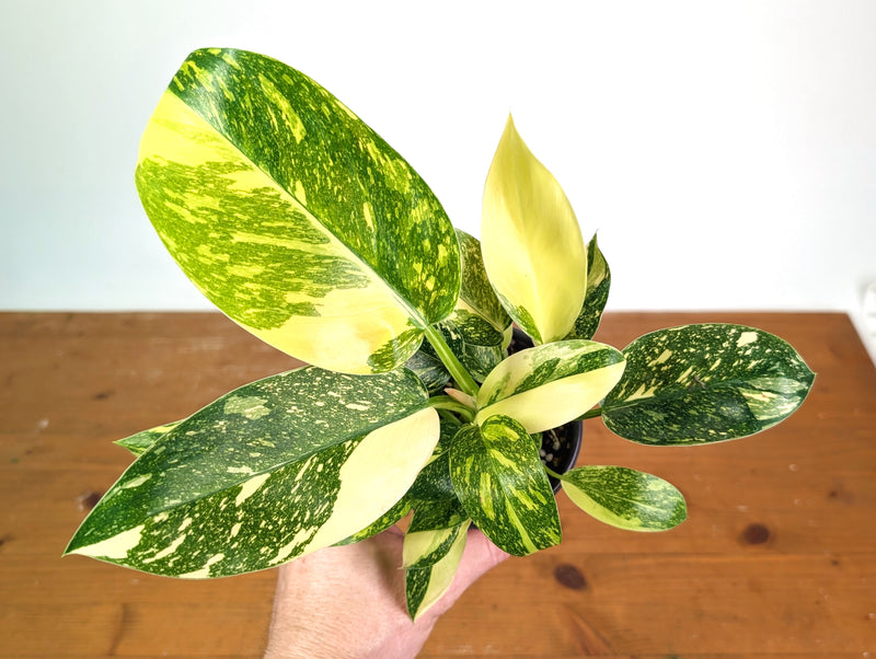 Philodendron Green Congo Nuclear Variegated