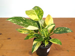 Philodendron Green Congo Nuclear Variegated