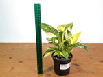 Philodendron Green Congo Nuclear Variegated