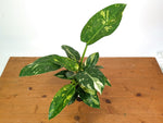 Philodendron Green Congo Nuclear Variegated