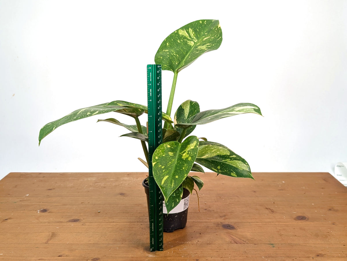 Philodendron Green Congo Nuclear Variegated