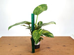 Philodendron Green Congo Nuclear Variegated