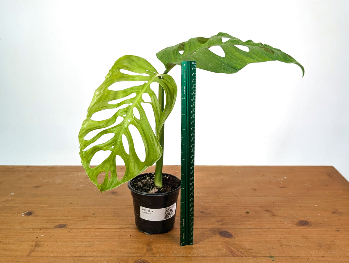 Monstera Esqueleto (epipremnoides)