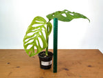 Monstera Esqueleto (epipremnoides)