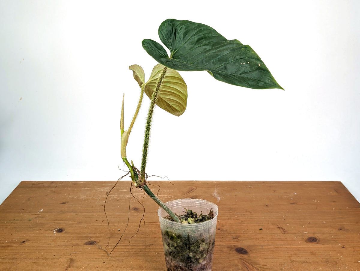 Philodendron Serpens x Verrucosum