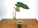 Philodendron Serpens x Verrucosum