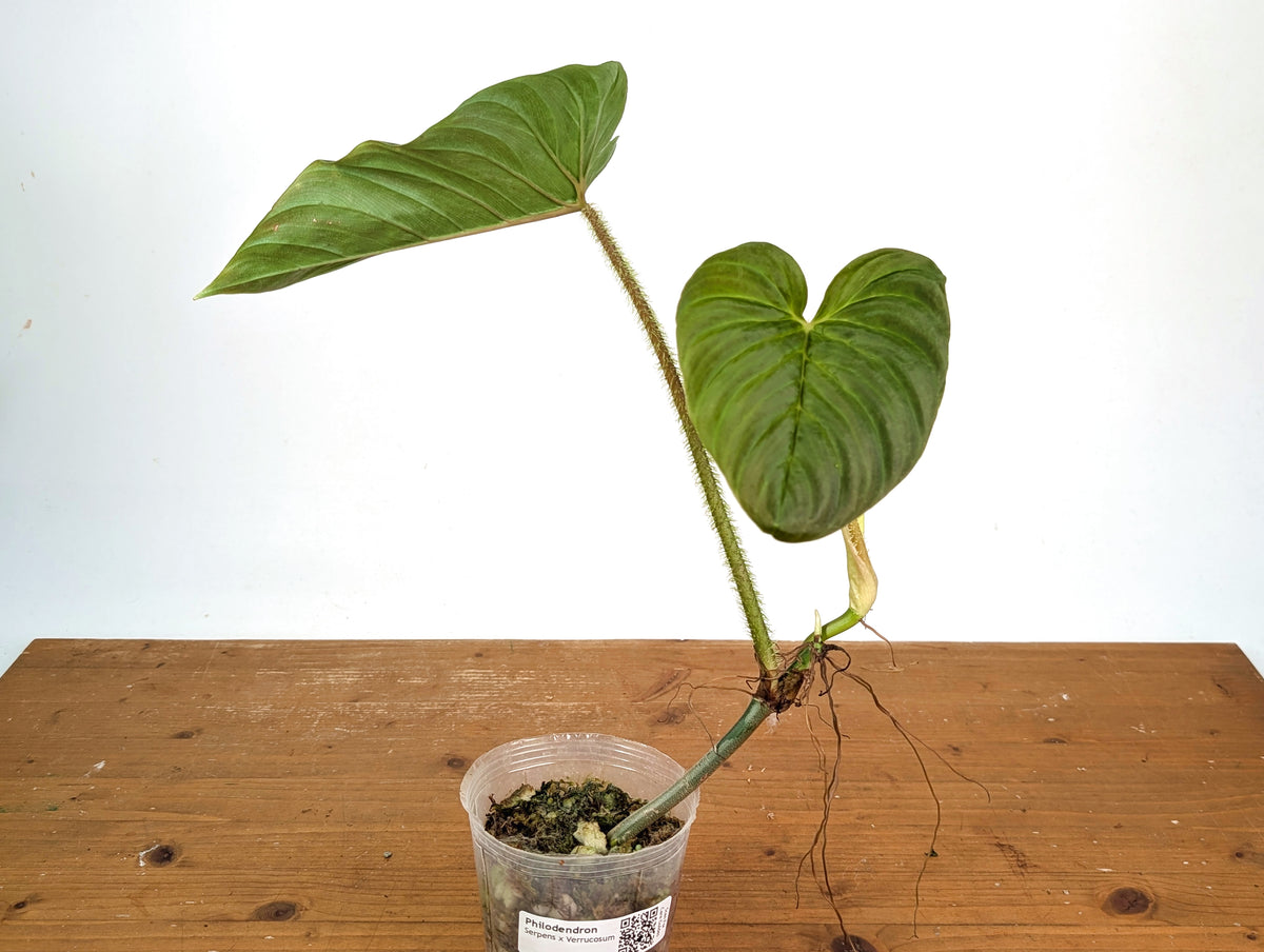 Philodendron Serpens x Verrucosum