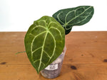 Anthurium Forgetii White Stripes