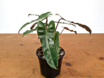 Philodendron Billietiae (Dark Form)