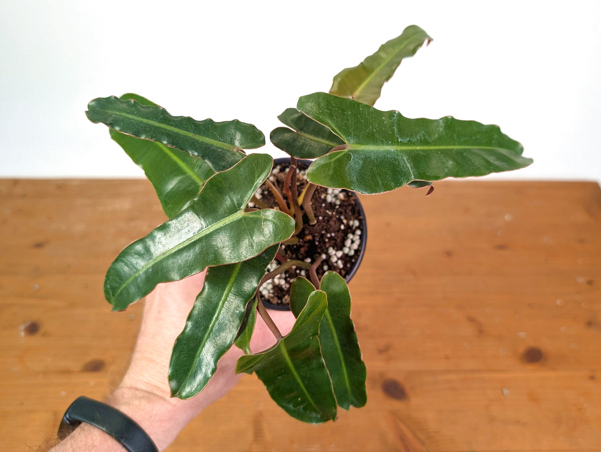 Philodendron Billietiae (Dark Form)
