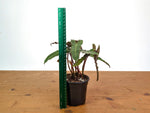 Philodendron Billietiae (Dark Form)