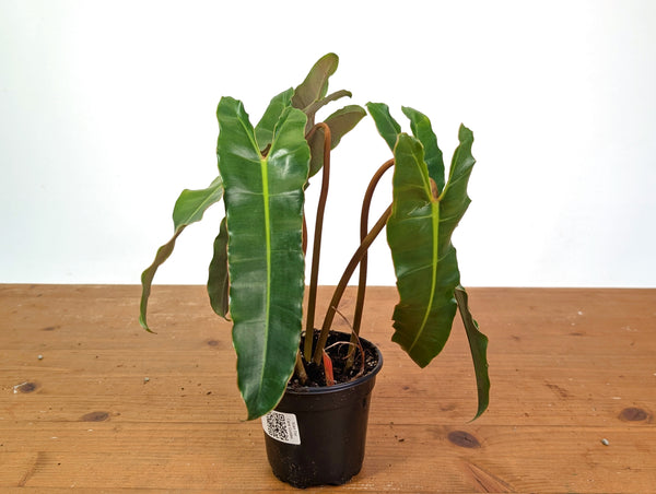 Philodendron Billietiae (Dark Form)