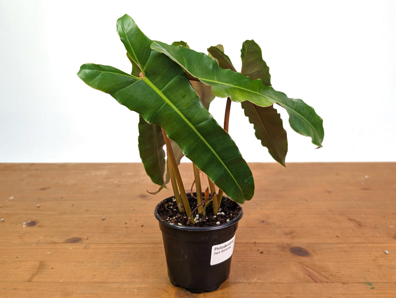 Philodendron Billietiae (Dark Form)