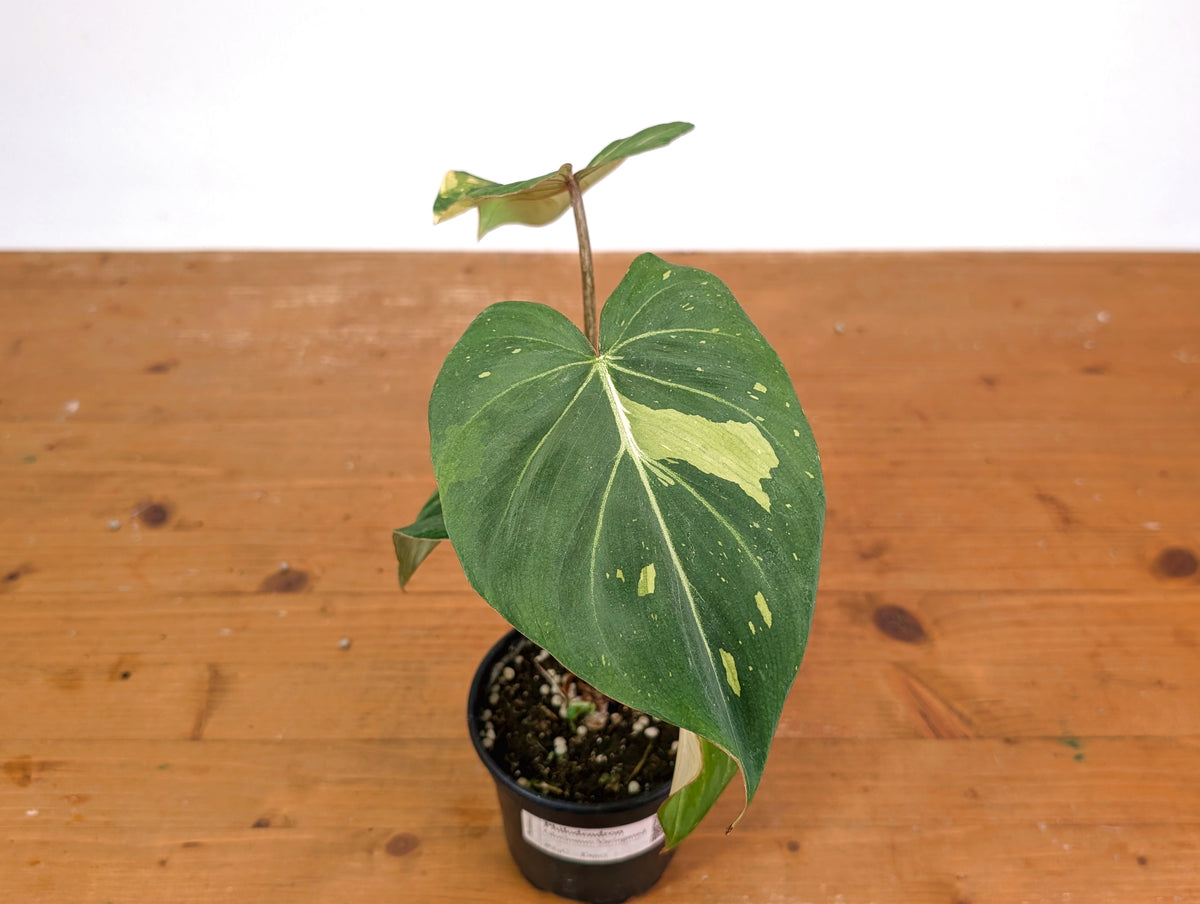 Philodendron Gloriosum Variegated (Type 2) - EXACT Plant #24C