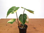 Philodendron Gloriosum Variegated (Type 2) - EXACT Plant #24C