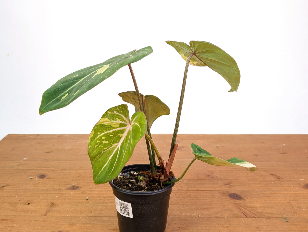 Philodendron Gloriosum Variegated (Type 2) - EXACT Plant #24C