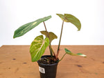 Philodendron Gloriosum Variegated (Type 2) - EXACT Plant #24C