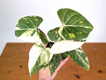 Philodendron Gloriosum Variegated - Exact Plant #20A