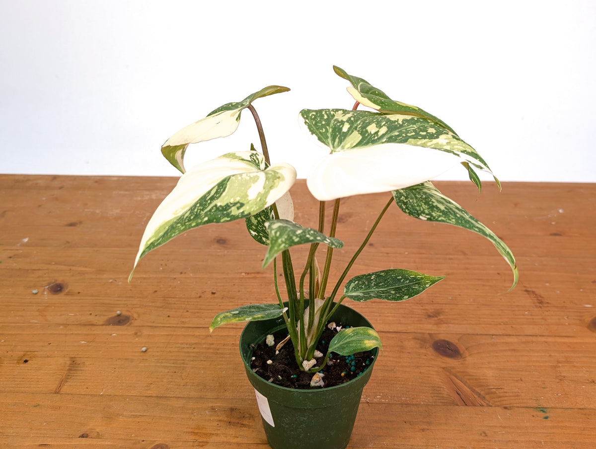 Philodendron Gloriosum Variegated - Exact Plant #20A