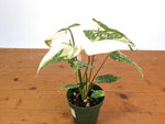 Philodendron Gloriosum Variegated - Exact Plant #20A