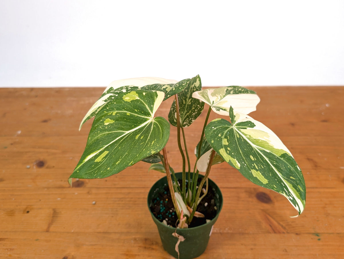Philodendron Gloriosum Variegated - Exact Plant #20A