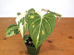 Philodendron Gloriosum Variegated - Exact Plant #20A