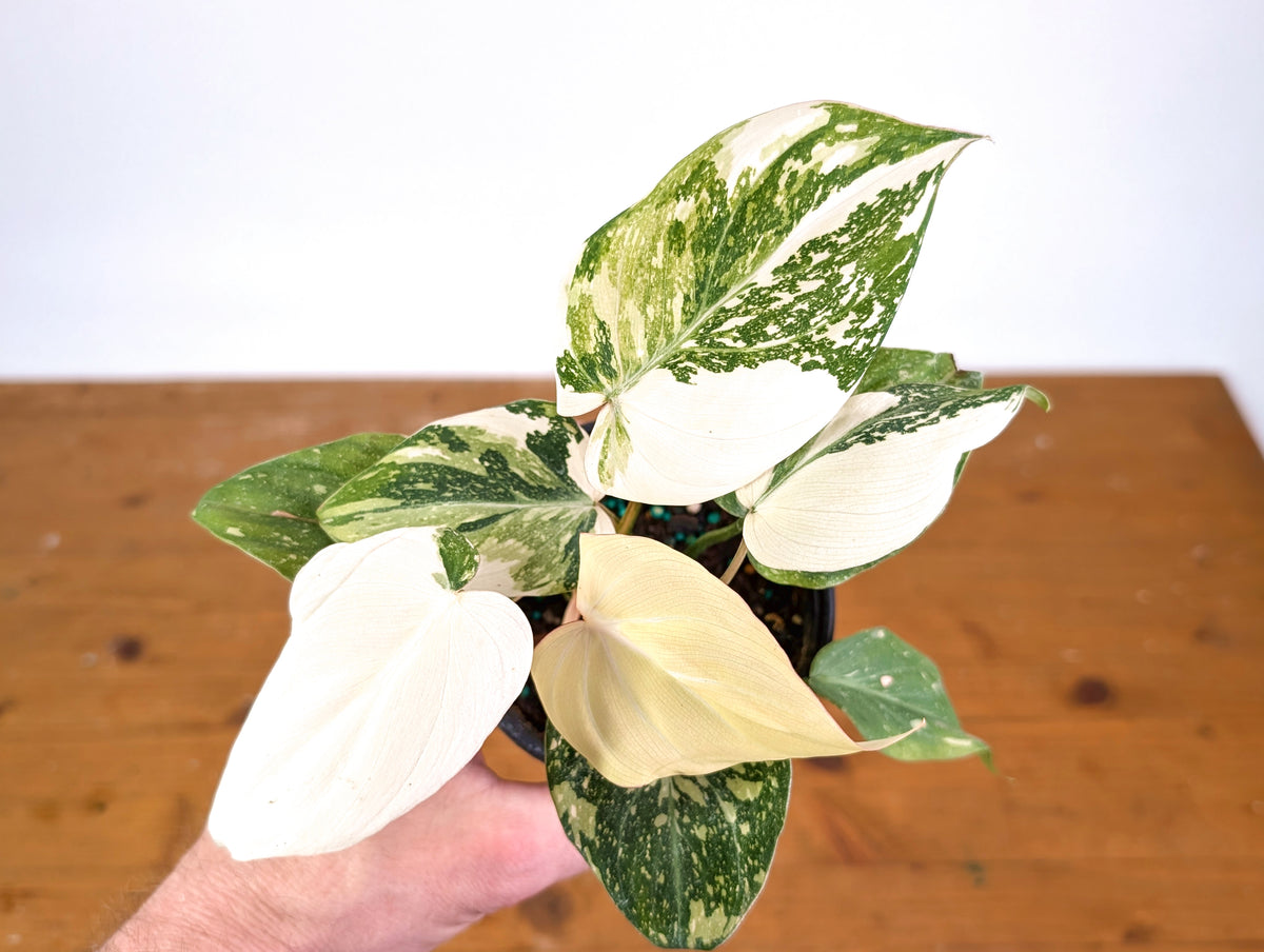 Philodendron Gloriosum Variegated Full Moon (Type 2) - EXACT Plant #20C
