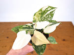 Philodendron Gloriosum Variegated Full Moon (Type 2) - EXACT Plant #20C