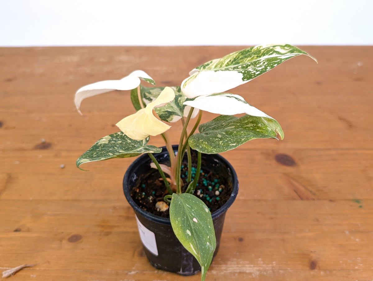 Philodendron Gloriosum Variegated Full Moon (Type 2) - EXACT Plant #20C