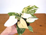 Philodendron Gloriosum Variegated Full Moon (Type 2) - EXACT Plant #20C
