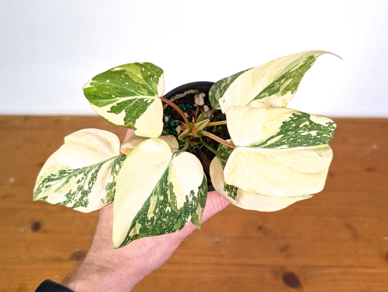 Philodendron Gloriosum Variegated - 4" Exact Plant #20E
