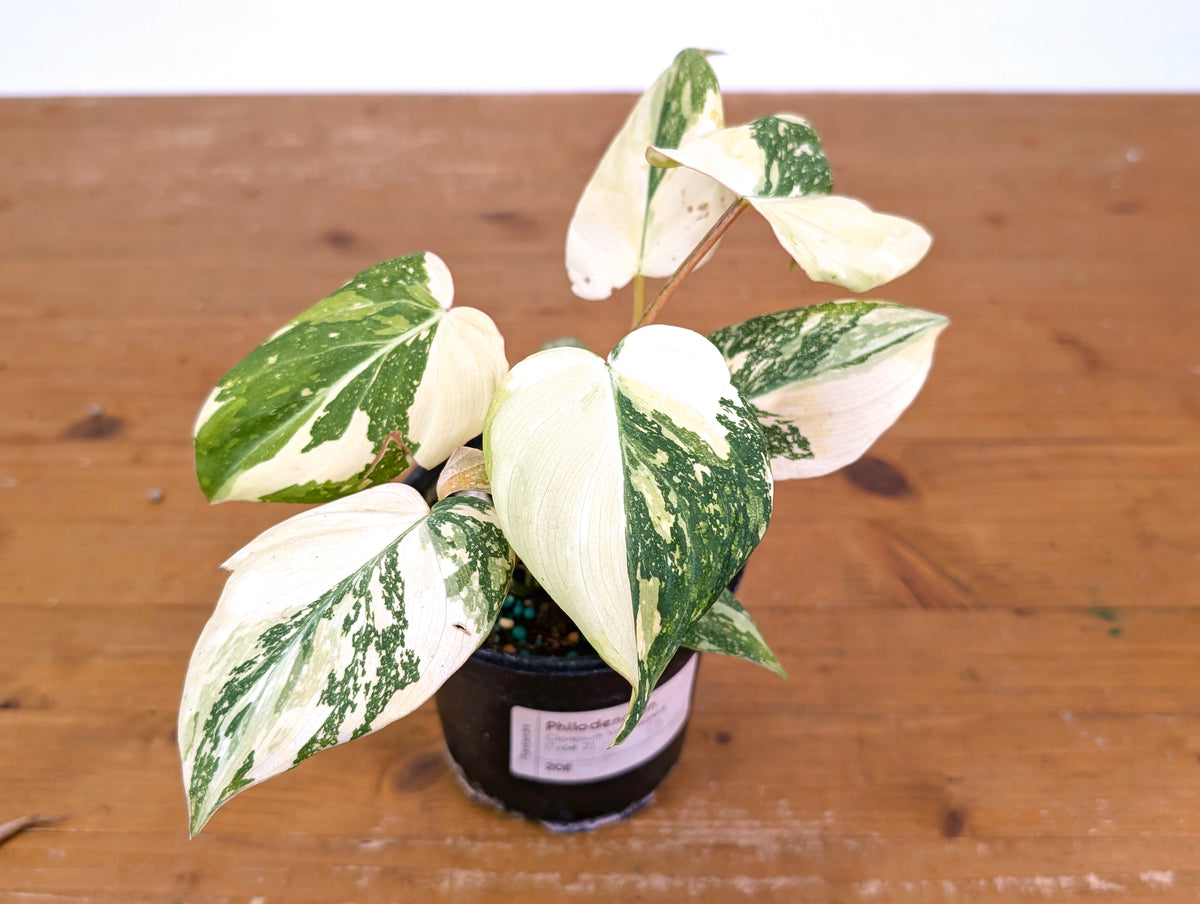 Philodendron Gloriosum Variegated - 4" Exact Plant #20E