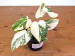 Philodendron Gloriosum Variegated - 4" Exact Plant #20E