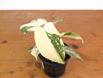 Philodendron Gloriosum Variegated - 4" Exact Plant #20E