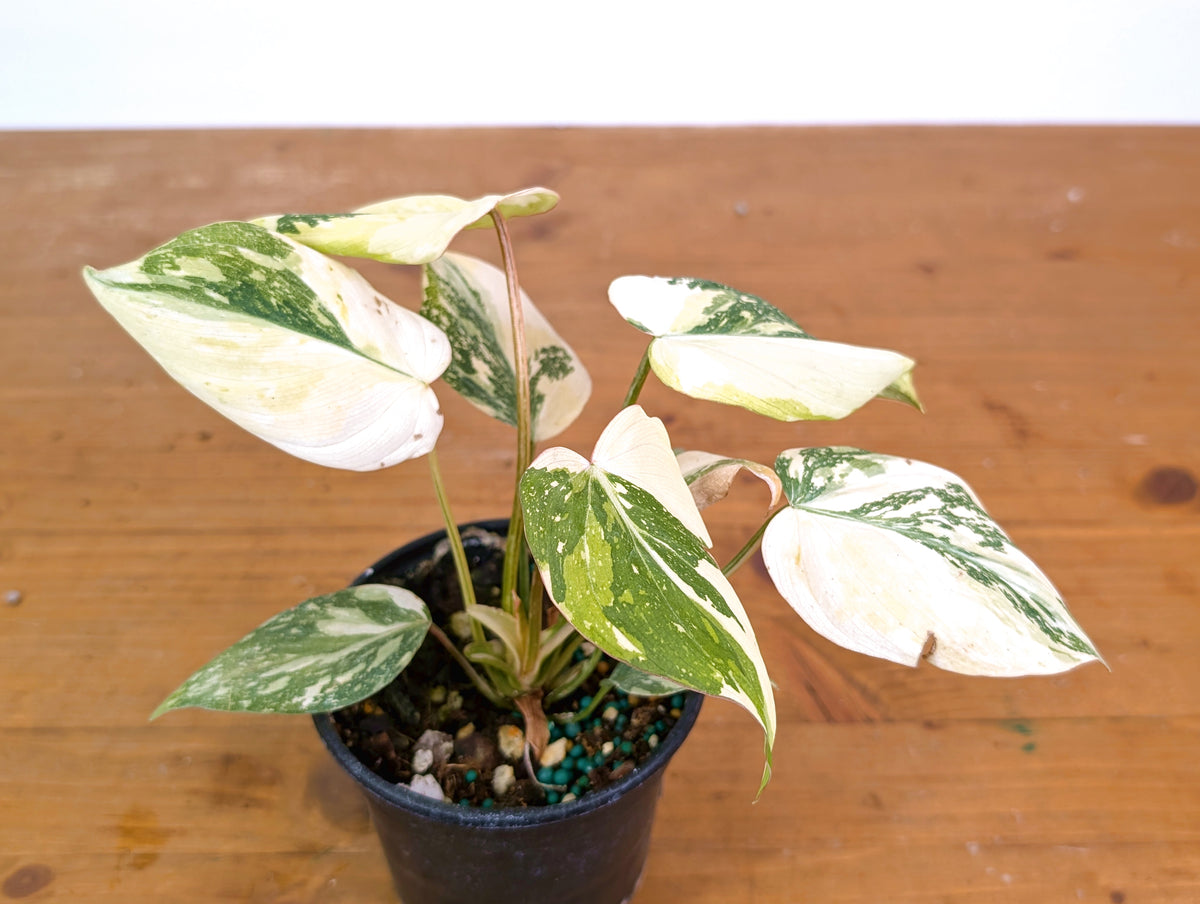 Philodendron Gloriosum Variegated - 4" Exact Plant #20E