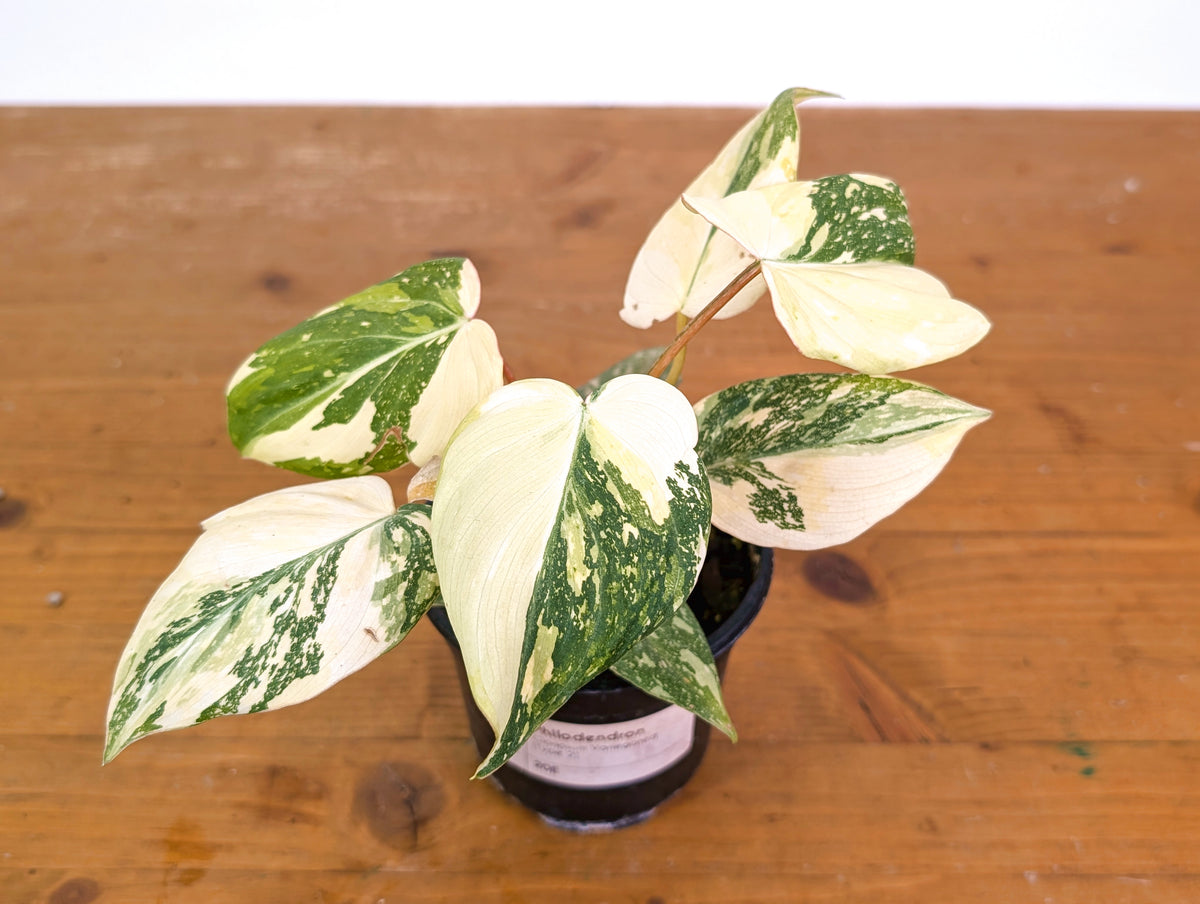 Philodendron Gloriosum Variegated - 4" Exact Plant #20E
