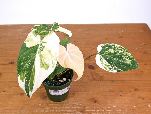 Philodendron Gloriosum Variegated (Type 2) - EXACT Plant #24B