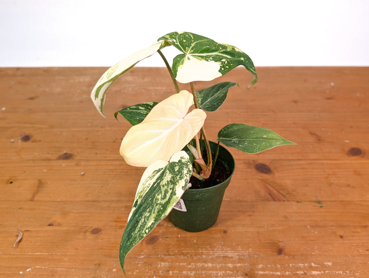 Philodendron Gloriosum Variegated (Type 2) - EXACT Plant #24B