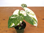 Philodendron Gloriosum Variegated (Type 2) - EXACT Plant #24B