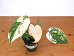 Philodendron Gloriosum Variegated (Type 2) - EXACT Plant #24B