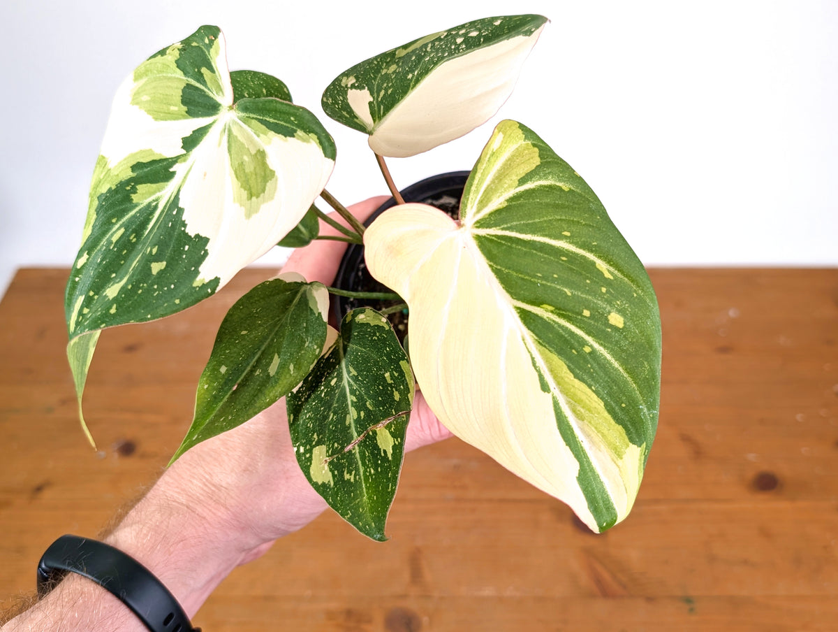 Philodendron Gloriosum Variegated - EXACT Plant #28A - 4" Pot