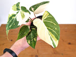 Philodendron Gloriosum Variegated - EXACT Plant #28A - 4" Pot