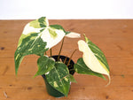 Philodendron Gloriosum Variegated - EXACT Plant #28A - 4" Pot